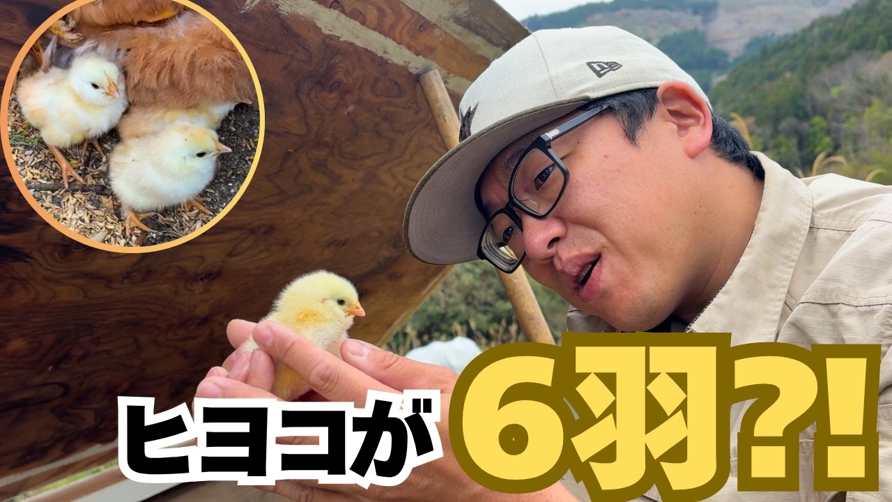 The chicks have hatched! Six babies and a hen that's becoming a