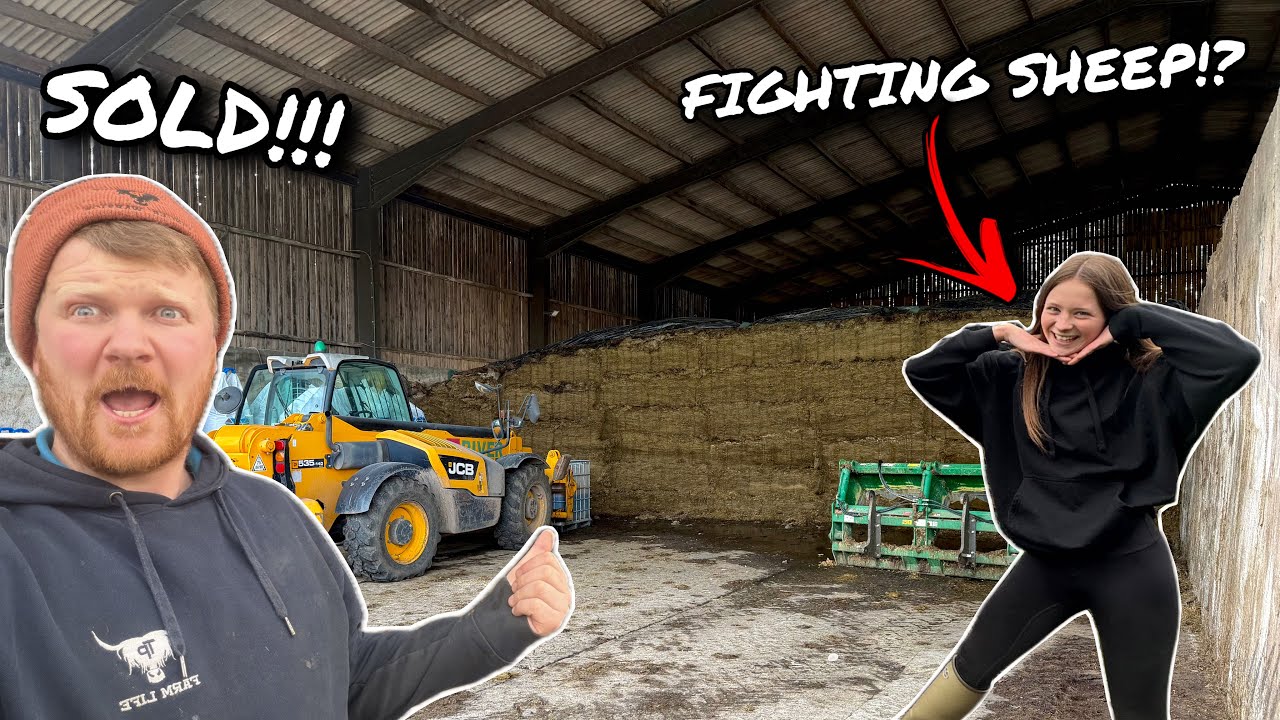 Девушка-фермерша сражается с овцой!?... Мы продаем силос, а я прыгаю в кормушку!