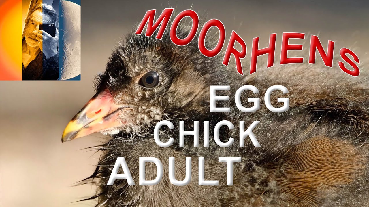 Moorhens - Eggs To Chicks To Adult Birds On A Disused Canal