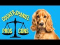 9 ESSENTIAL Cocker Spaniel Pros and Cons ( If You're Planning To Get One )