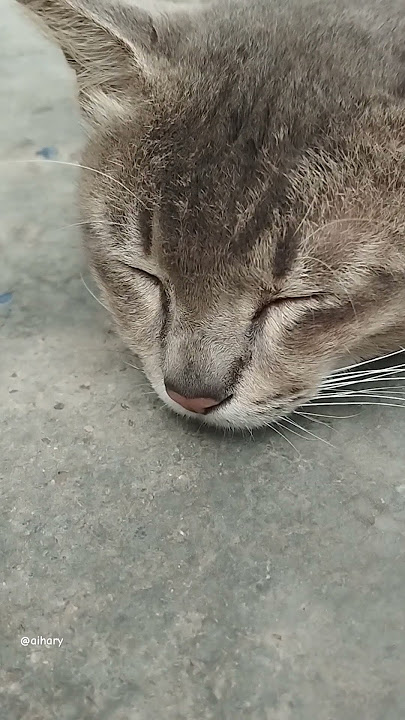 cat cute miaow moment nyau nyau