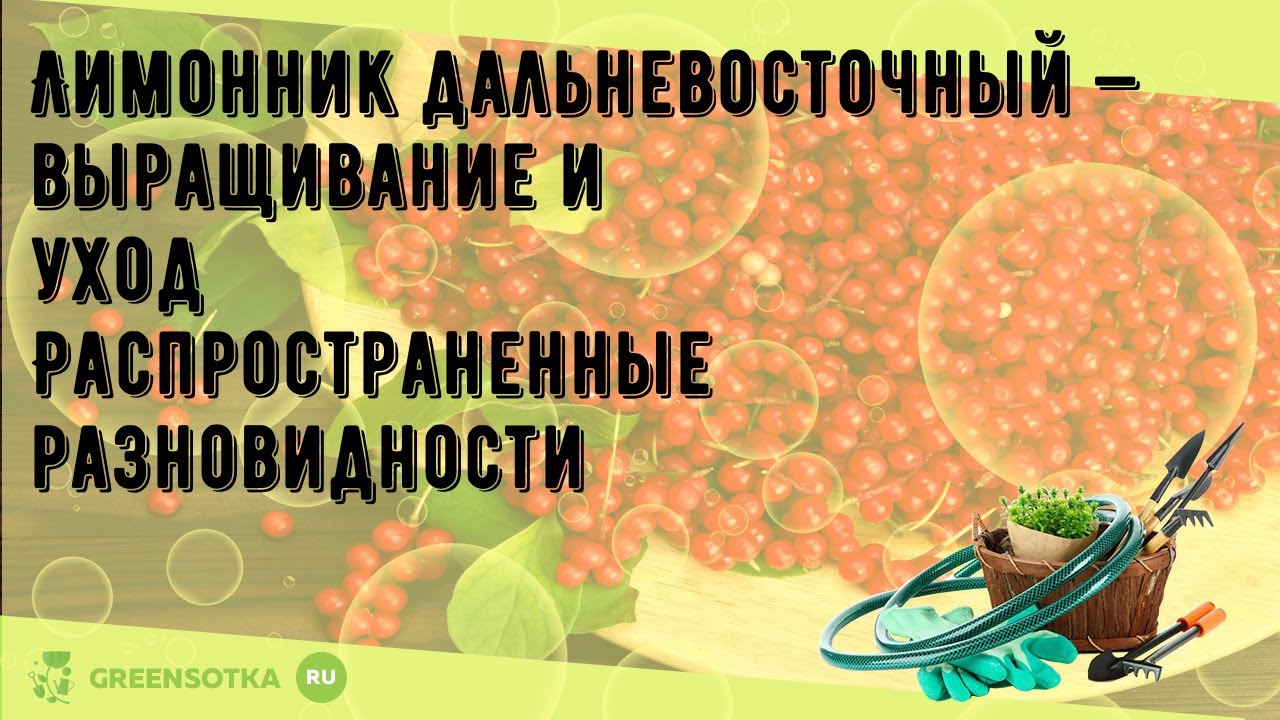 Лимонник дальневосточный — выращивание и уход Распространенные ...