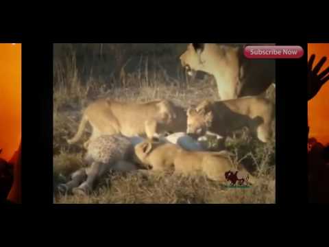 Most Amazing Wild Animal Attacks #13 - Craziest Animal Fights Caught On  Camera - YouTube