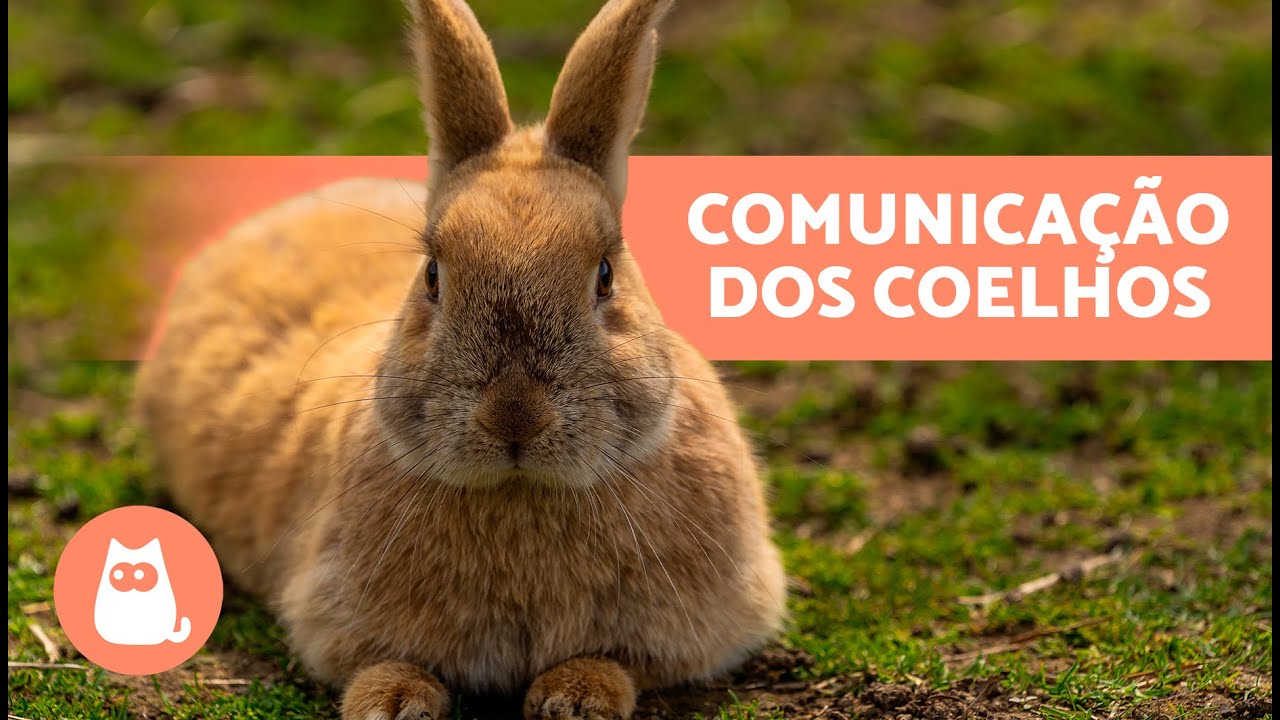 A LINGUAGEM DOS COELHOS 🐰💬 Como os COELHOS SE COMUNICAM?