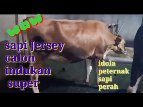 Video: Perbedaan Antara Sapi Jersey Dan Sapi Holstein
