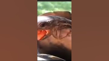 Why are you running #apex #apexlegends #funny #funnyvideo #trending #trendingshorts #memes