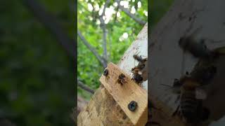 Поймал Рой Ведром #Bee #Honey #Пчеловодство #Beekeeping #Пчелы #Мёд