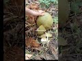 EASY OPEN SKILLS OF FRESH COCONUT