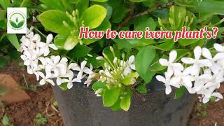 Ixora|Ixora Plants|Ixora plants care|Thechi|Thechi flowers|How to grow ixora plants|Tips for ixora