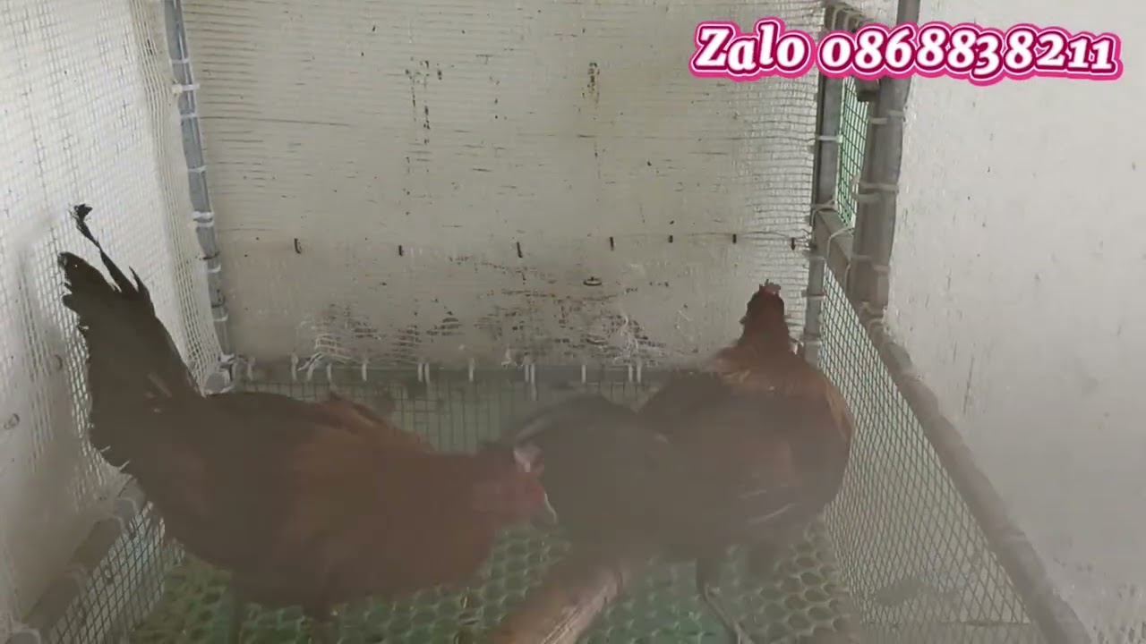 Gà . Gà rừng rặc . Gà rừng F1 . Gà rừng Hòa Bình 