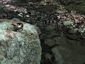 Relaxing ASMR of a hidden forest stream, no talking, 4K, High quality Audio
