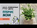 Птерис Критский Мэи - комнатный папоротник | Обзор пестролистного сорта. Неприхотливое растение