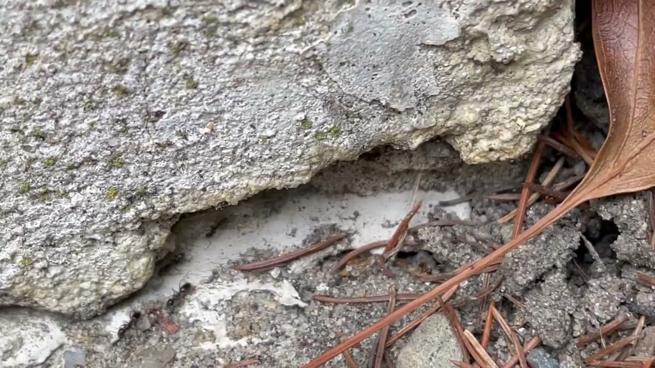 Leaf Litter Causes Ant Problem for Homeowner in Little Silver, NJ