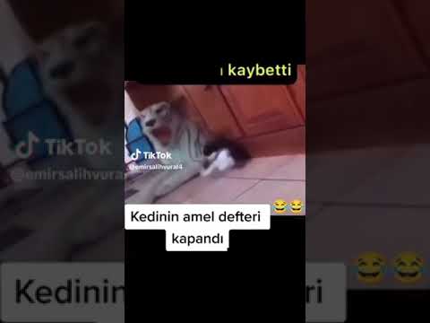 kaplandan korkan kedi