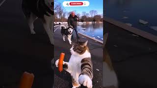 Cat on Rock#reels #cat #catvideos#funnycatvideos #shorts #trendingshorts#ytcat #funny #cute