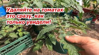 Уберите с куста томата всё &quot;лишнее&quot; и это сохранит вам урожай!