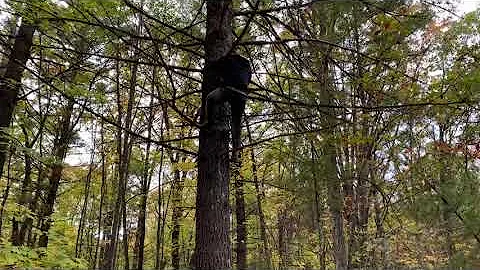 Professional Tree Climber