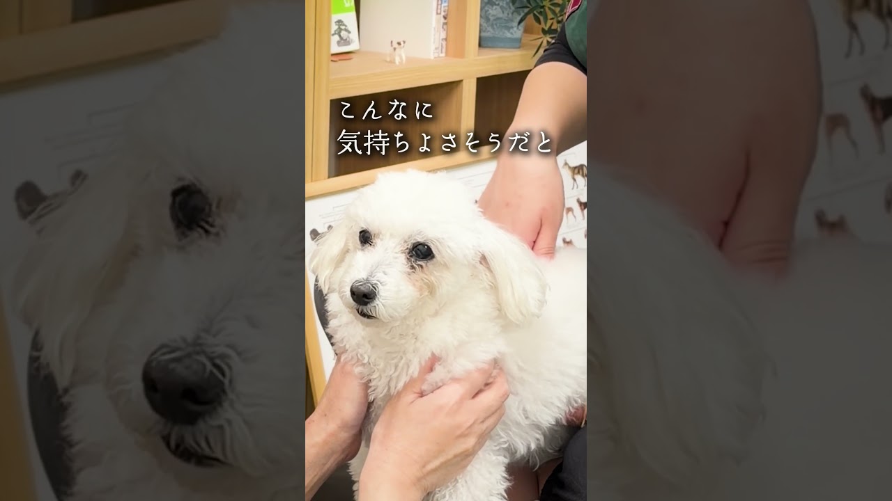 11歳トイプードル】ママとの月一お出かけ🐾 - YouTube