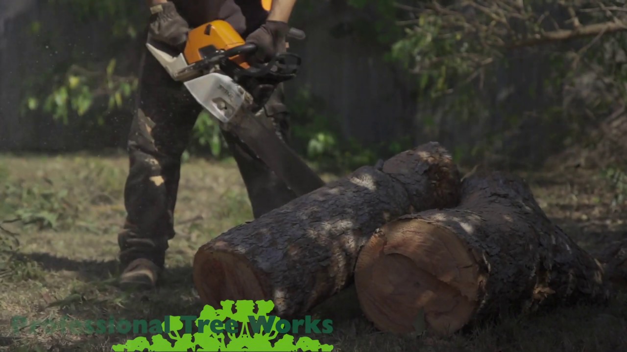 Professional Tree Works Gold Coast - YouTube