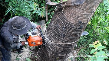 World Chainsaw Man Cut Down Big Palm Trees! Tree Felling Skills 2022, Oak Tree Removal