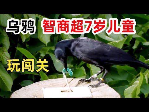 乌鸦的智商到底有多高？真能超过7岁儿童吗？试试闯关游戏！