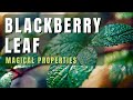 Blackberry leaf magical properties