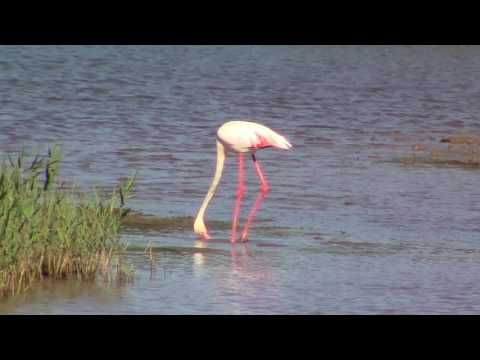 la-danse-du-flamant-rose