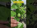 Organic  khaad #terracegardenindia #gardendesign #garden #plantsofindia #farming #gardenideas