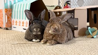 Watch What Happens When You Give Sleepy Bunnies Sunflower!🐰🌻