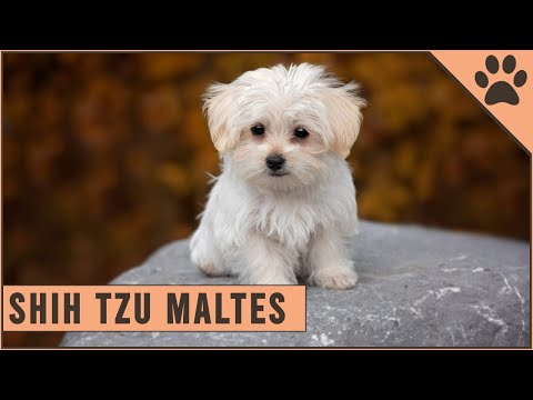 Video: Malshi: Cruz de razas de perros malteses y shih-tzu