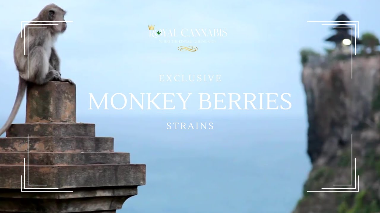 Monkey Berries Strain