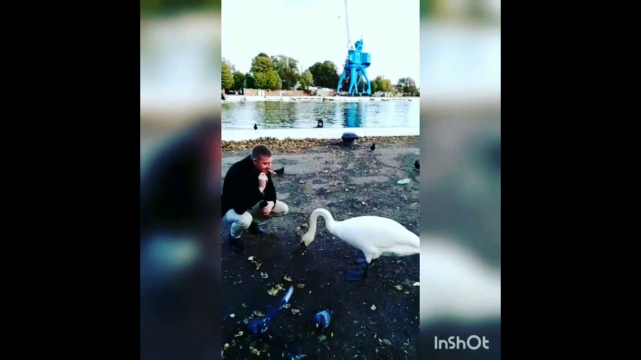 This is how you feed the swans. Baltiysk, 2019. Вот так нужно кормить лебедей. Балтийск, 2019.