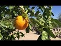 Great pruning tips for your citrus tree