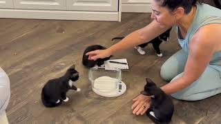 How a math educator fosters kittens❤️