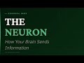 The Neuron: How Your Brain Sends Information | AP Psychology · Unit 3