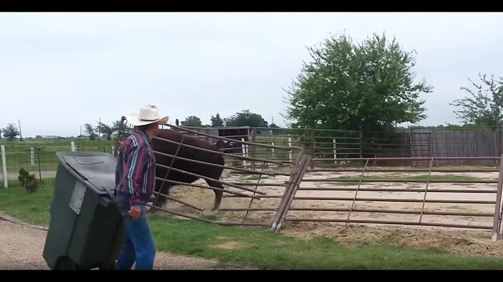 Bison is Fixing or Destroying Fences?!🐂🚧