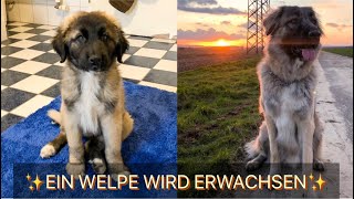 HERDENSCHUTZHUND - EIN WELPE WIRD ERWACHSEN🐶🤍