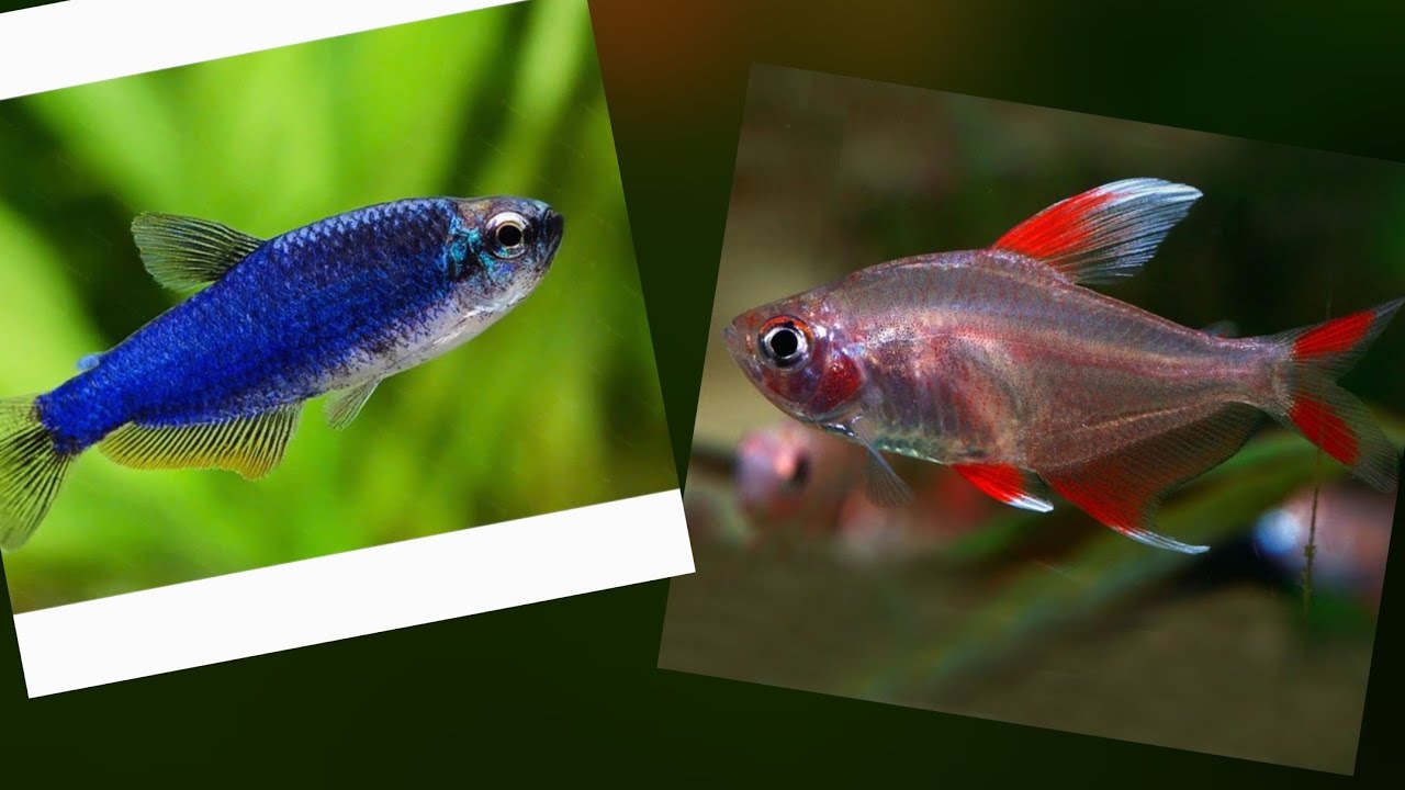 Review những dòng cá tetra thủy sinh tại the fish lover store