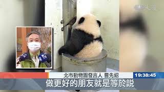 圓寶玩水新技能GET 國王企鵝拚生育