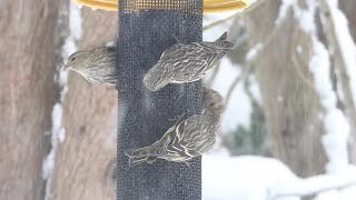 Snowy pine siskin madness