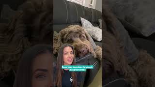 Signs Your Dog Loves You