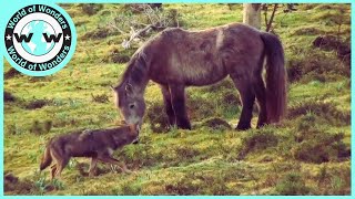 Animal Attack Wolf hunting horse  Wolf vs Horse