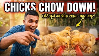 Desi Poultry Farming: 0-30 Days Growth Feed Formula 🔥