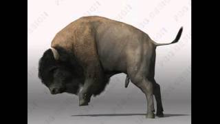 Buffalo 3D model from CGTrader.com