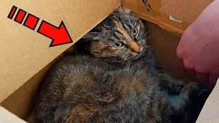 The owner decided to get rid of the cat. What he did will make you cry!