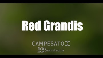 VIDEO Red grandis 2020