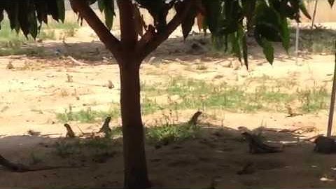 Dông cát Bình Thuận, kỳ nhông, dông cát ninh thuận LH 0939557913