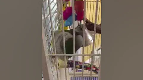 Pickles the Quaker Parrot Talking!