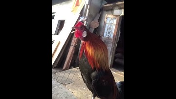 Gà Rừng gáy giọng vip #clipcopy