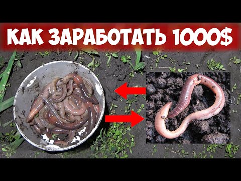 КАК ЗАРАБОТАТЬ на РЫБАЛКЕ 1000... СБОР ВЫПОЛЗКОВ!!! Бизнес на червях и насадках! ОКУПАЕМОСТЬ 100